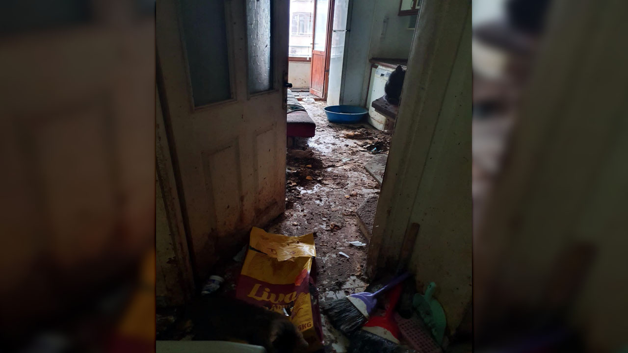 Komşuların kötü kokuyu şikayet ettiği evden 50 kedi çıktı