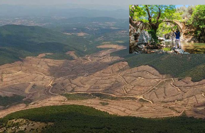 Kazdağları’nda izin verilenin dört katından fazla ağaç kesildi!
