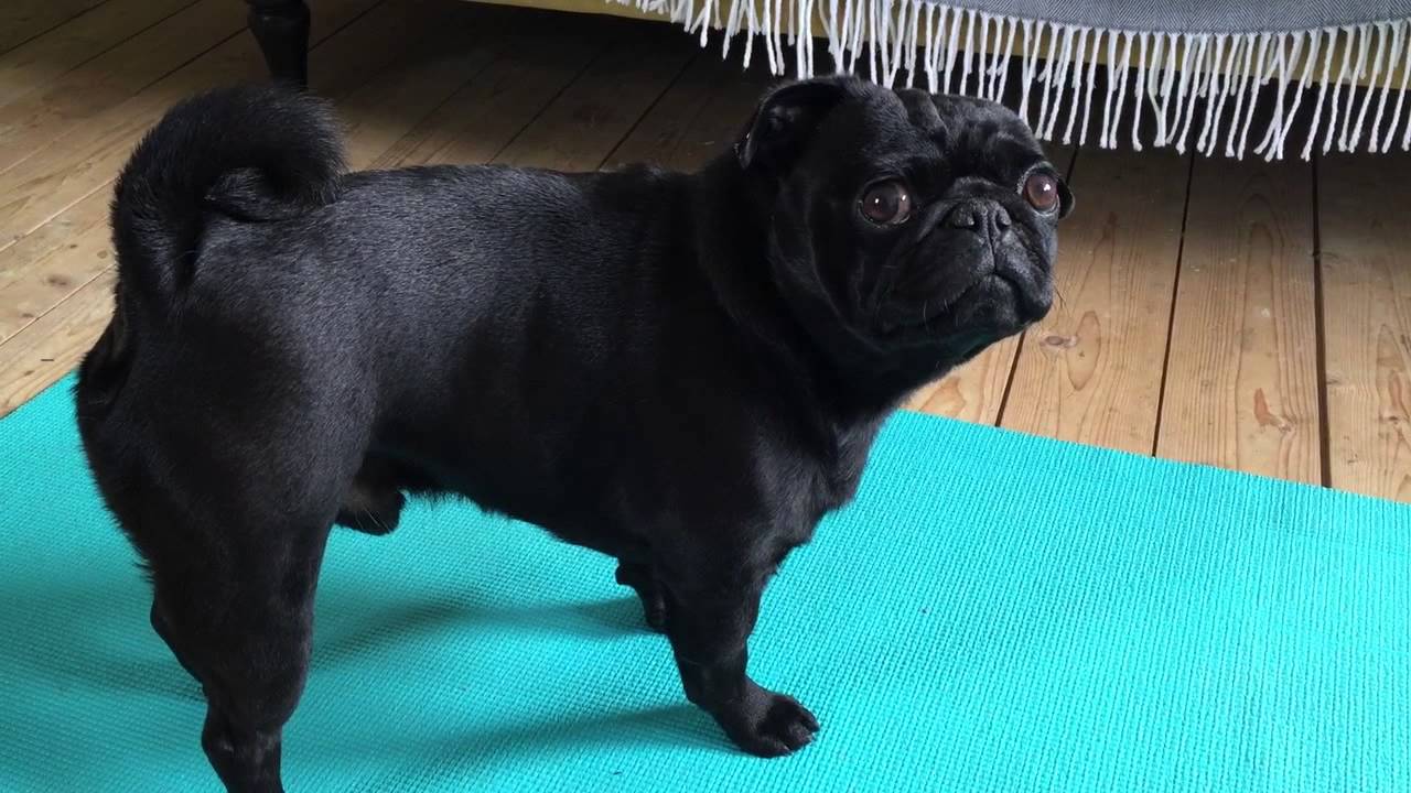 Belediye köpeği haczedip internette sattı
