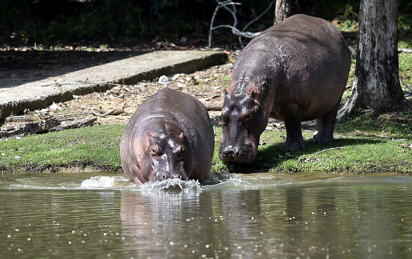 Colombia sterilizes drug lord Pablo Escobar's hippos