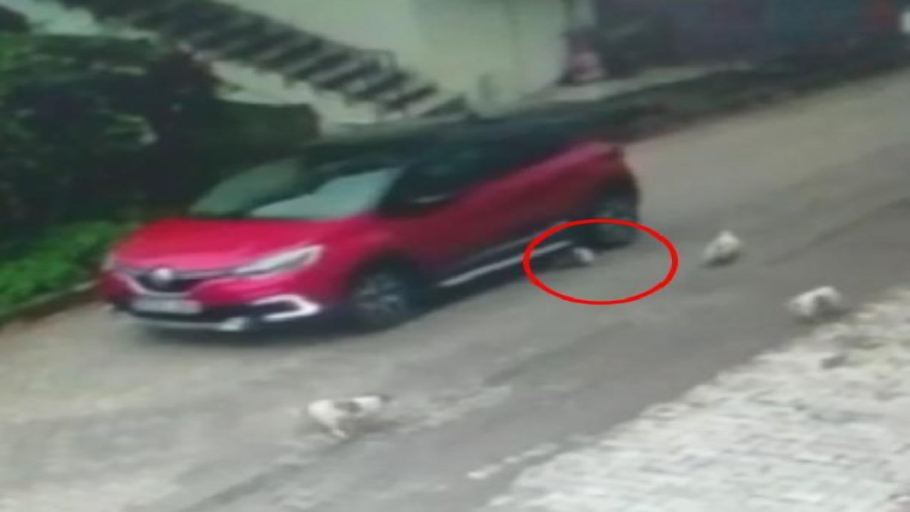 Yavru köpeği ezip yoluna devam eden şahıs aranıyor