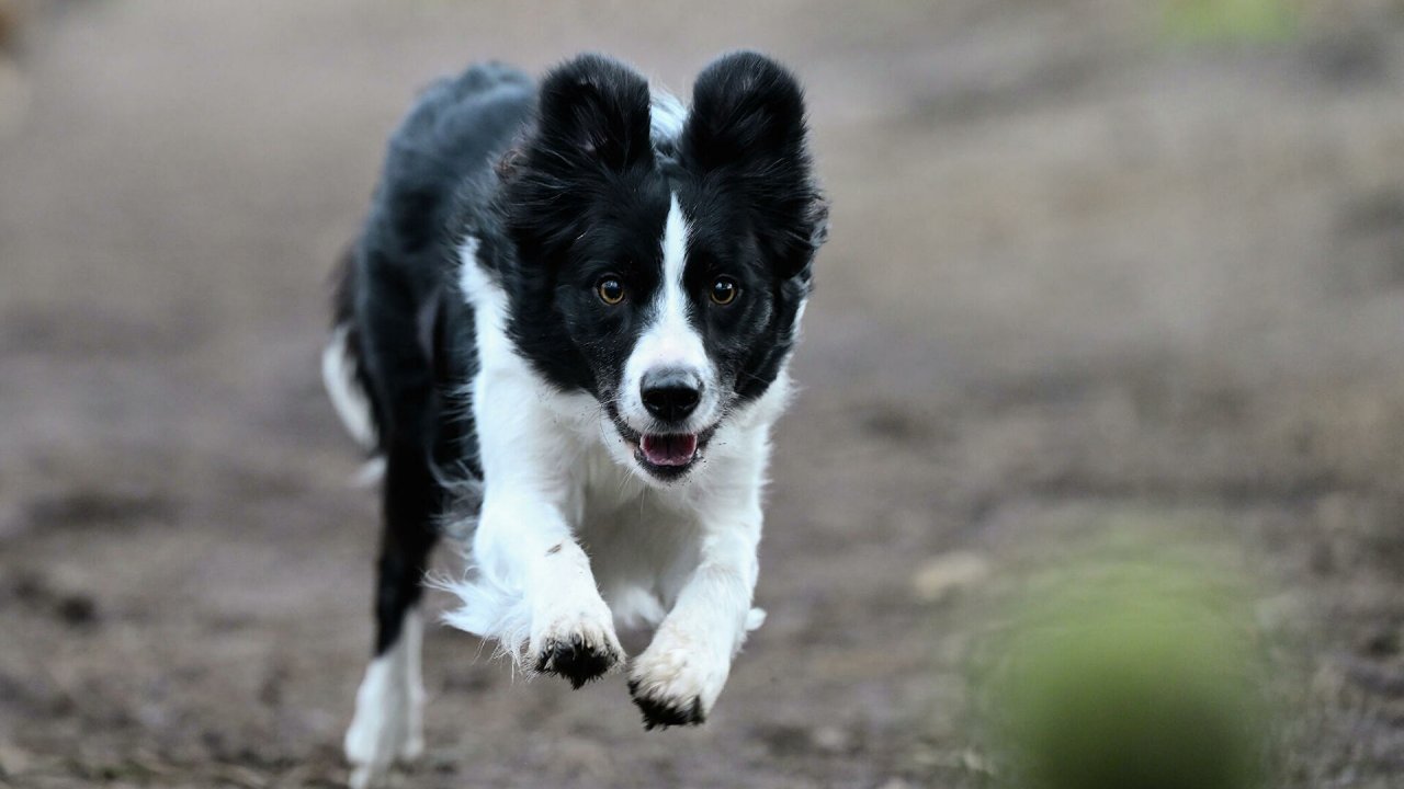 Boşanan çiftin köpeği için ortak velayet kararı