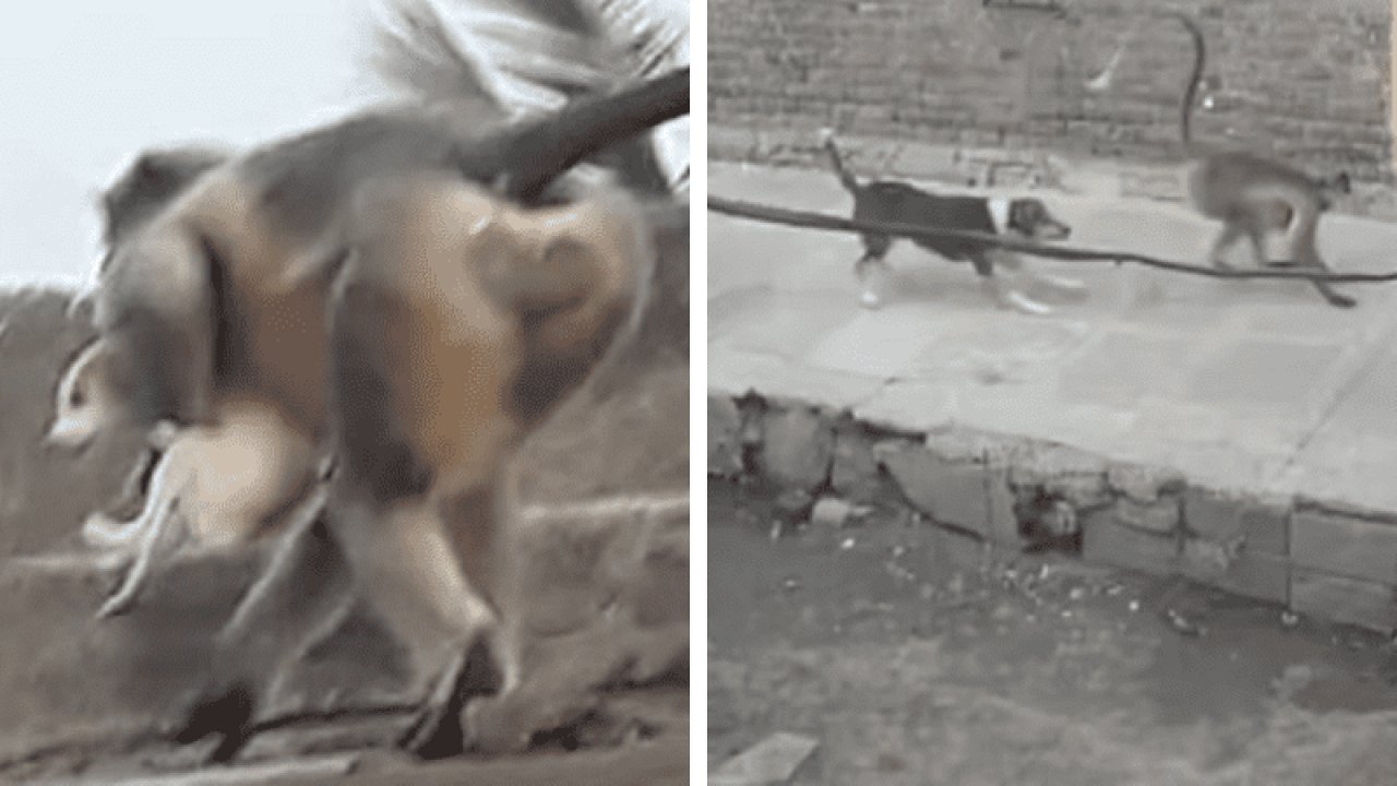 Hindistan'da 'intikamcı' maymunlar 250'den fazla köpek öldürdü