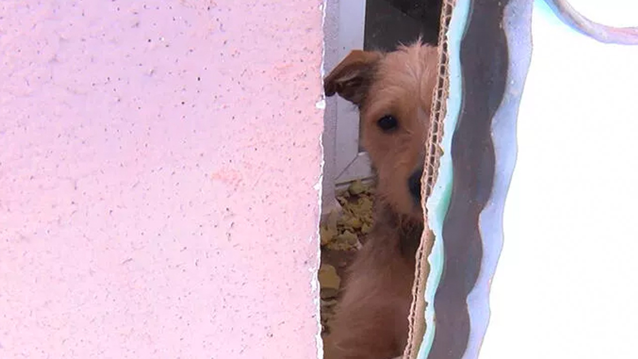 Balkonda kötü koşullarda tutulan 2 köpeğe el konuldu