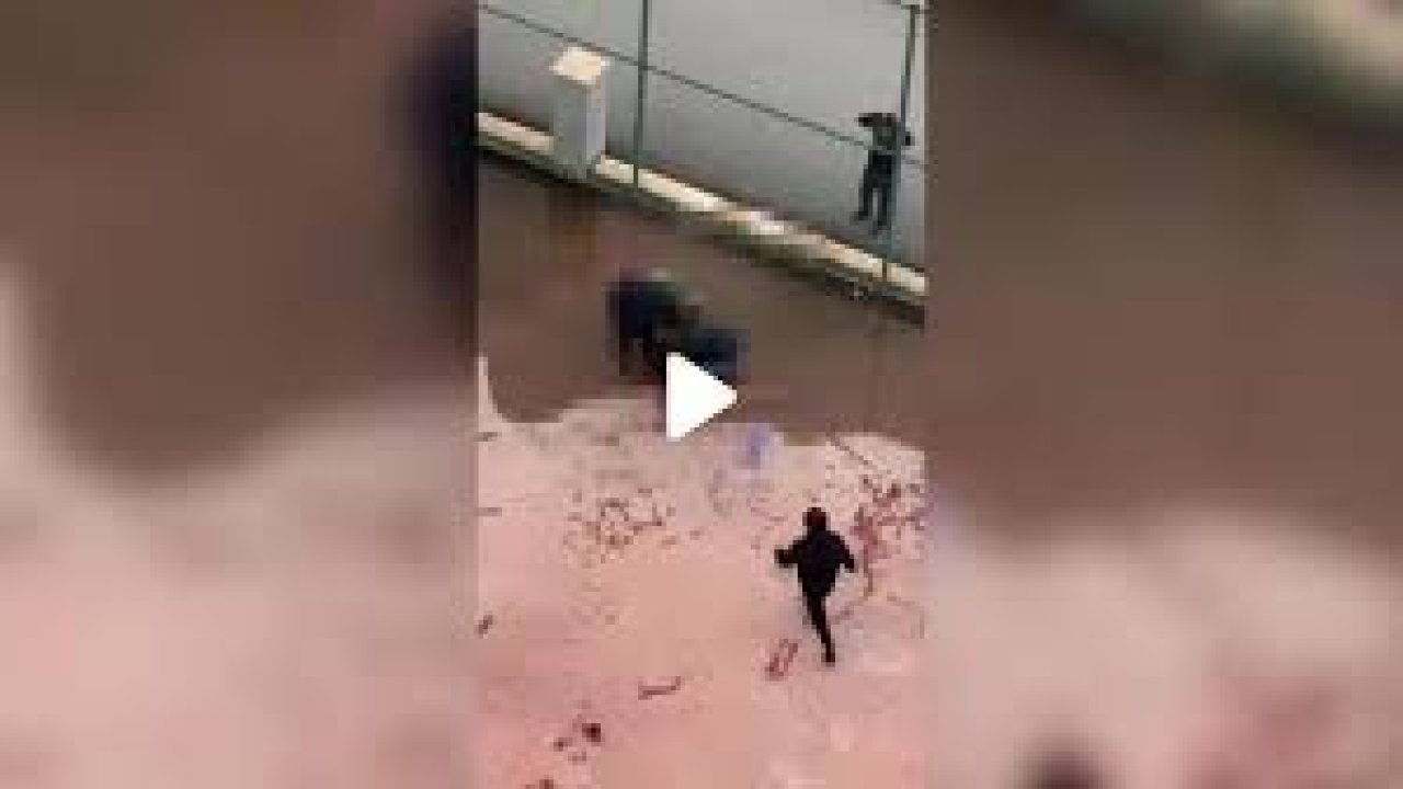 Asiye'nin yaralandığı pitbull saldırısından yeni görüntüler ortaya çıktı
