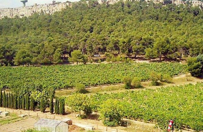 Sağlık Bakanı'na bir kıyak daha: Atatürk Orman çiftliğinden 'özel üniversite' alanı