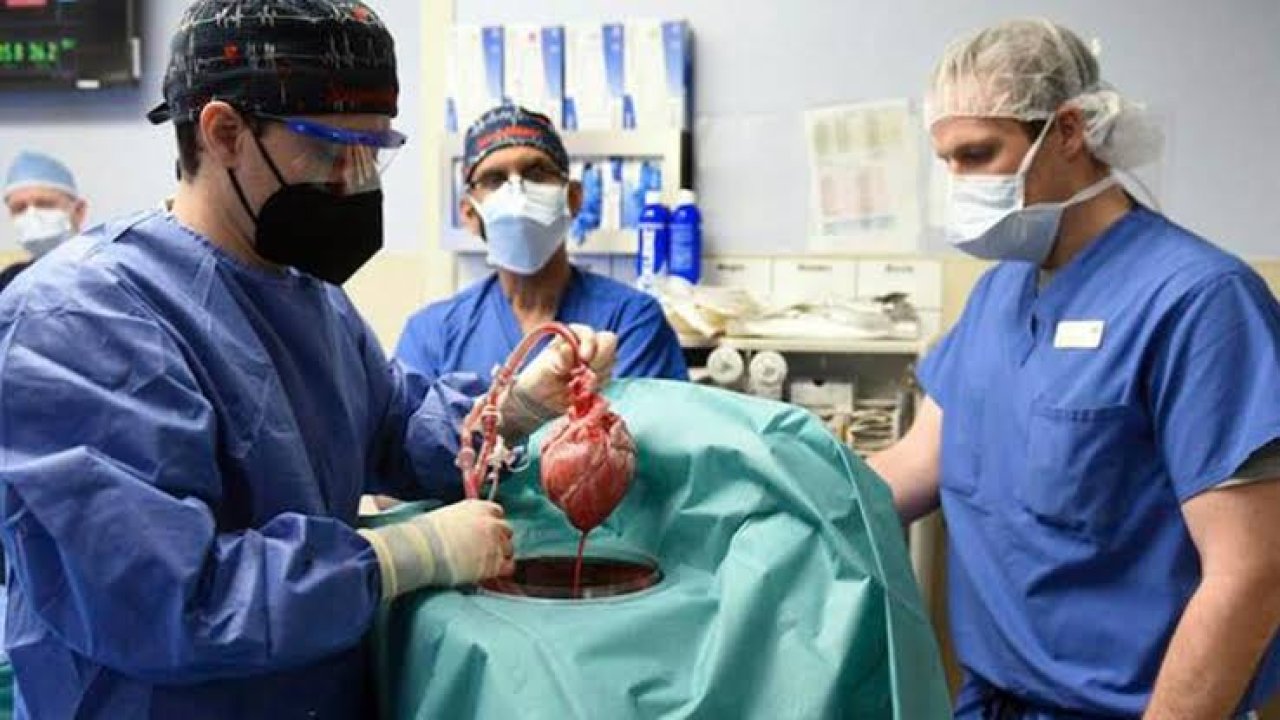 Tıp tarihinde bir ilk: Genetiği değiştirilmiş domuzun kalbi, bir insana başarıyla nakledildi