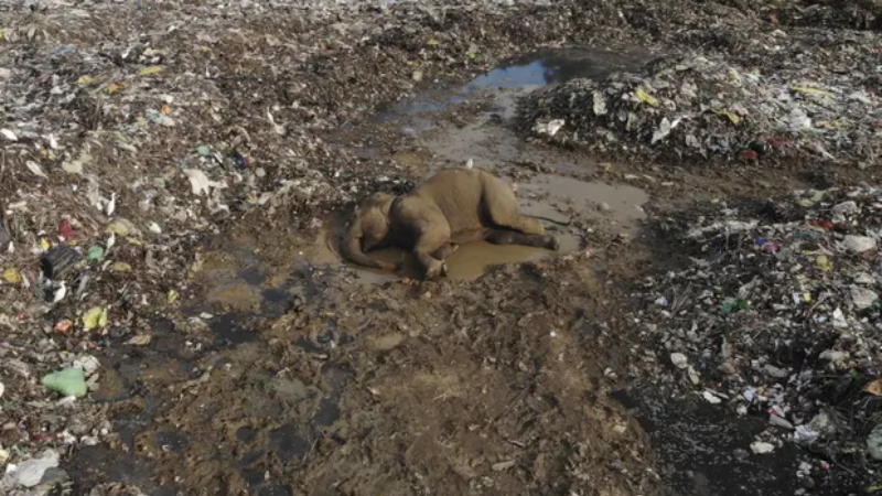 Sri Lanka'da çöplükteki plastik atıkları yiyen 2 fil daha yaşamını yitirdi