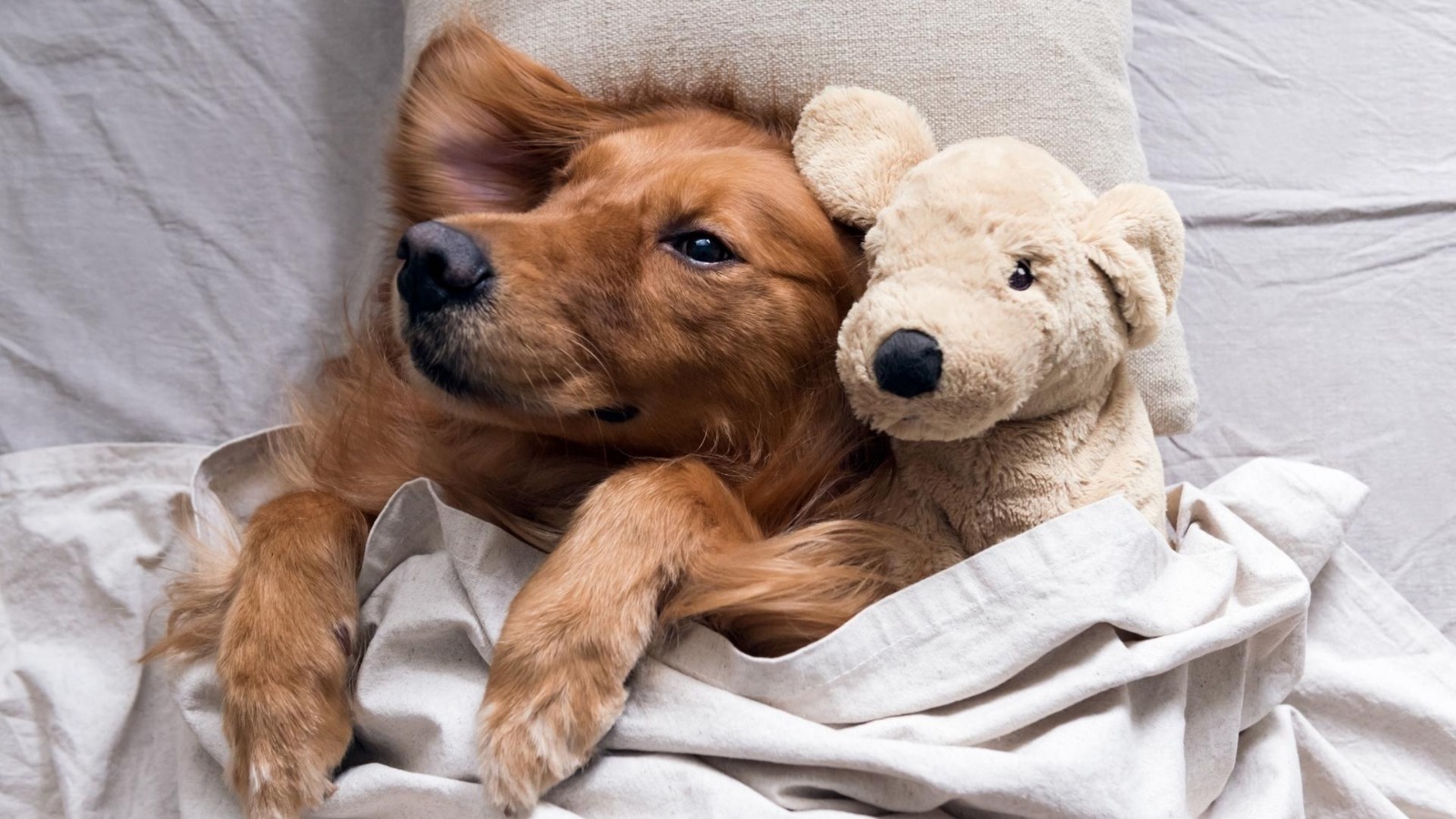 Golden Retriever Sahiplendirme
