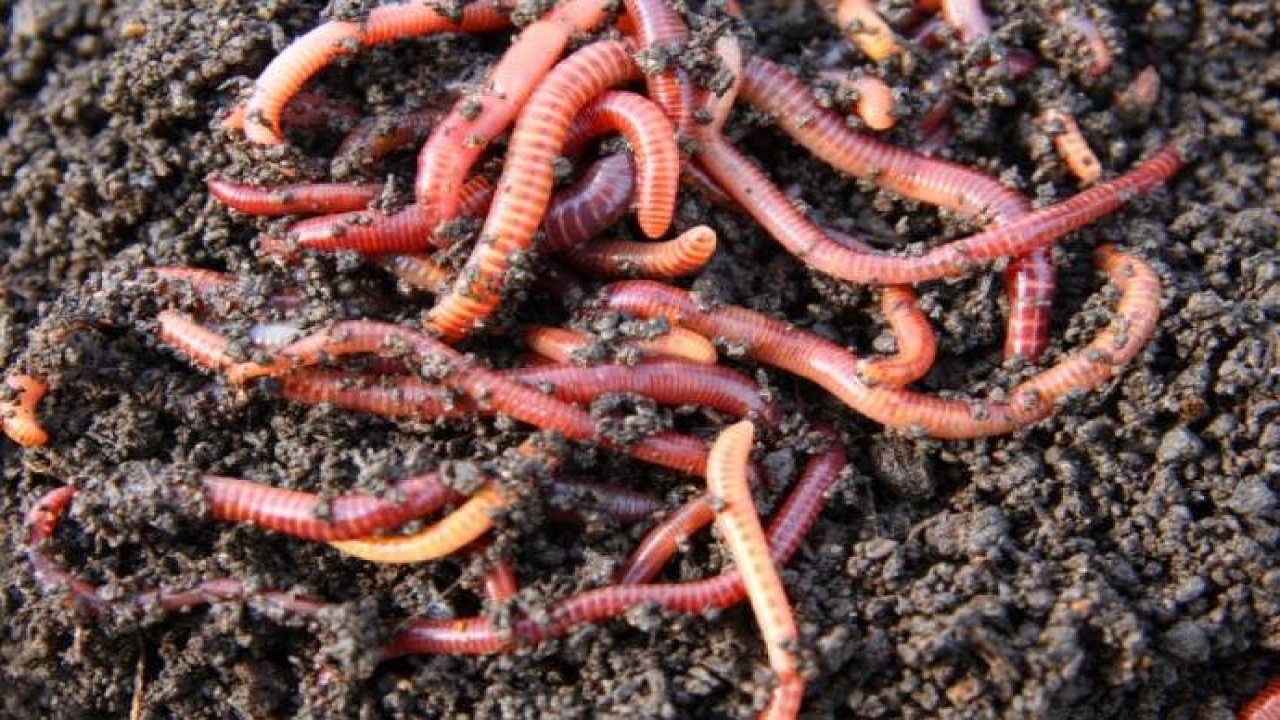 Tarantulaları canlı ‘zombiler’e dönüştürebilen yeni bir solucan keşfedildi