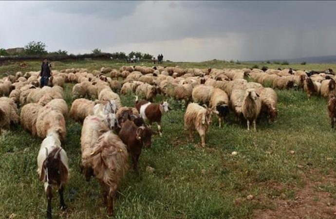 Bakanlığın dağıttığı hayvanlarda veba şüphesi... Çanakkale karantinaya alındı!