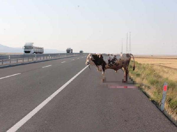 Kurbanlık taşıyan TIR devrildi: Yaralılar var
