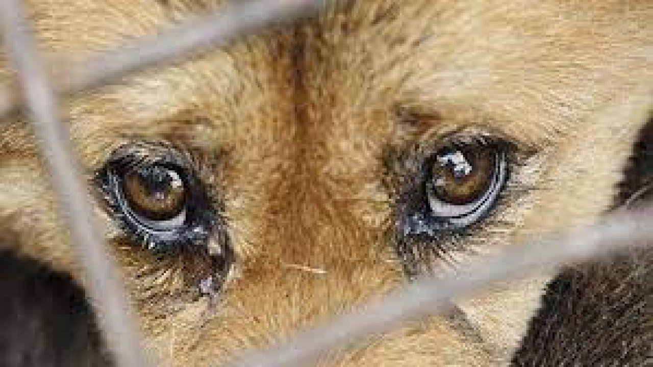 Silahla köpeği öldüren kişi adliyeye sevk edildi