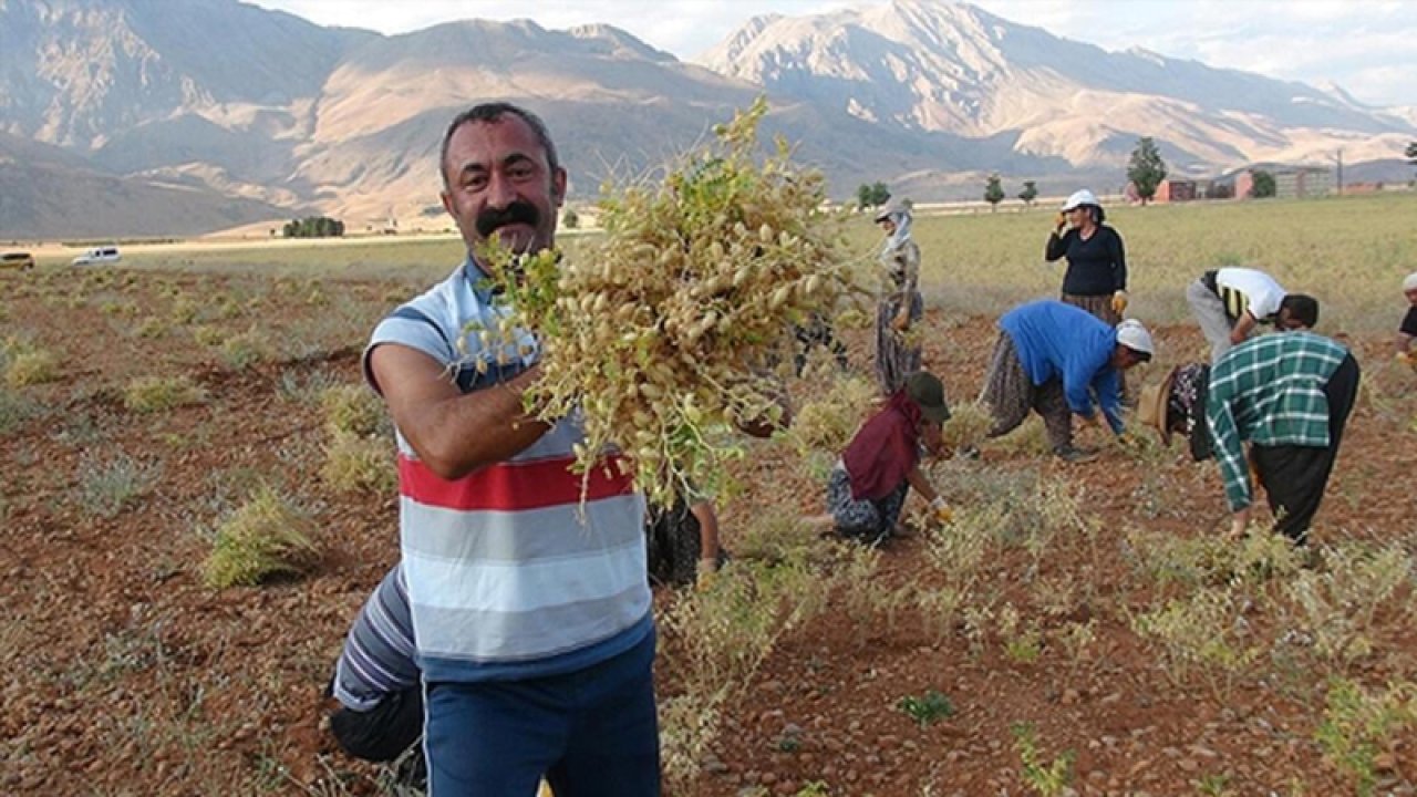 Tunceli Belediye Başkanı Maçoğlu'ndan AK Partili başkana yanıt