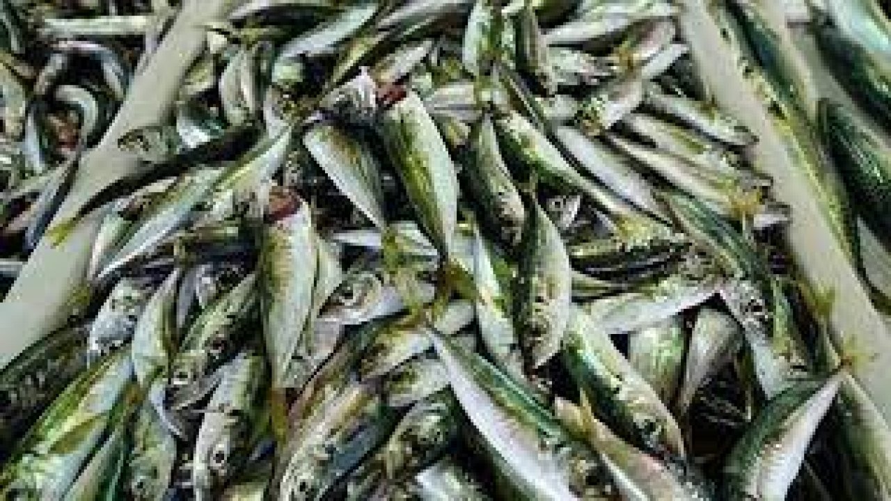 Kilosu 50 liradan tezgahın gözdesi oldu