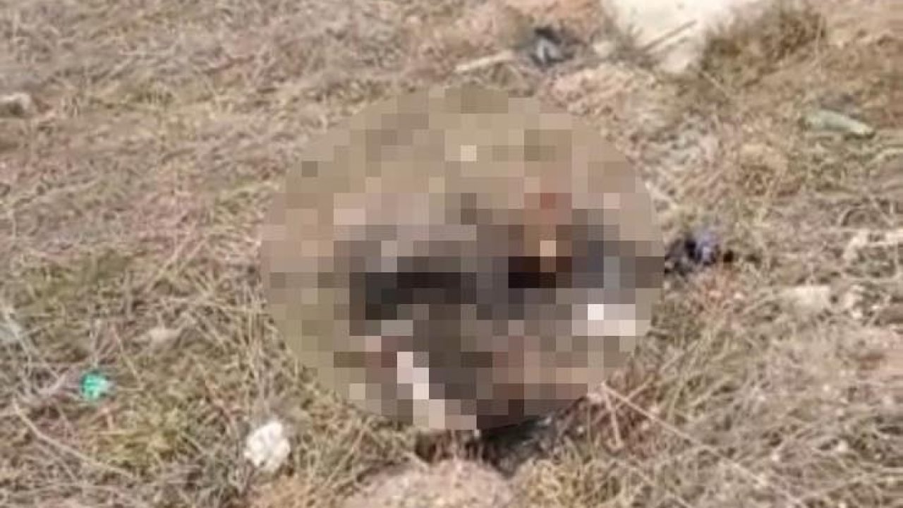 Eskişehir'de bir kedi yakılarak öldürüldü