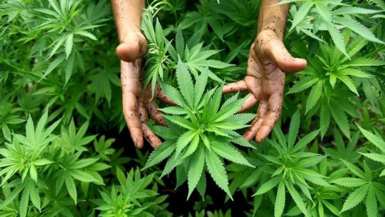 ABD Temsilciler Meclisi marihuana kullanımını yasallaştırmaya hazırlanıyor