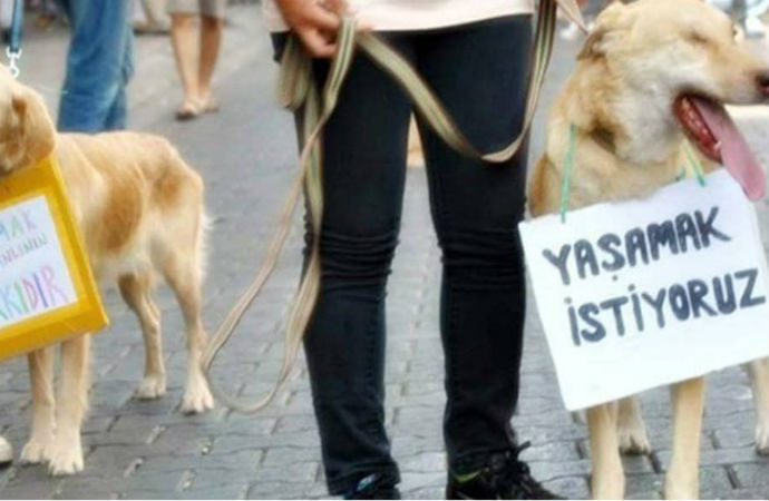 Kurt yavrusuna işkence yapan kişi, para cezasıyla kurtuldu