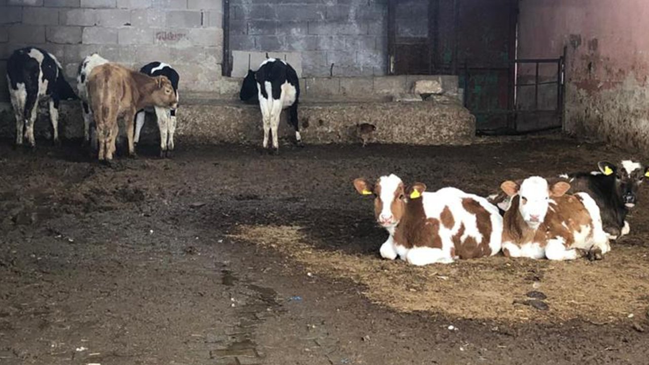 Besicilerden uyarı: 3-5 gün sonra bu memlekette süt sağacak hayvan bulamayacağız