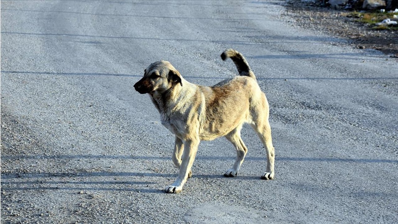 Erdoğan'dan talimat: Köpek terörünü bitirin