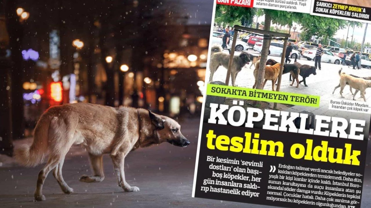 Türkiye gazetesi: Bitmeyen terör, köpeklere teslim olduk