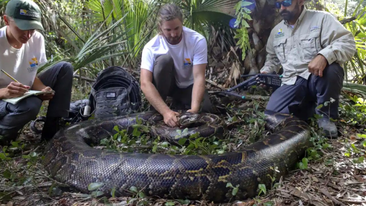 Florida'da 98 kiloluk piton bulundu