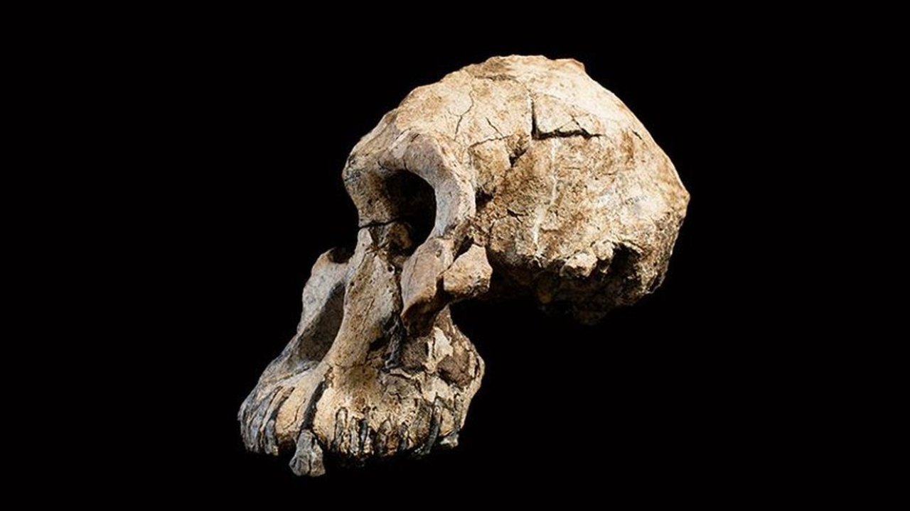 Afrika'daki insansı fosiller: Atalarımız 3,6 milyon önce Afrika'da yaşamış