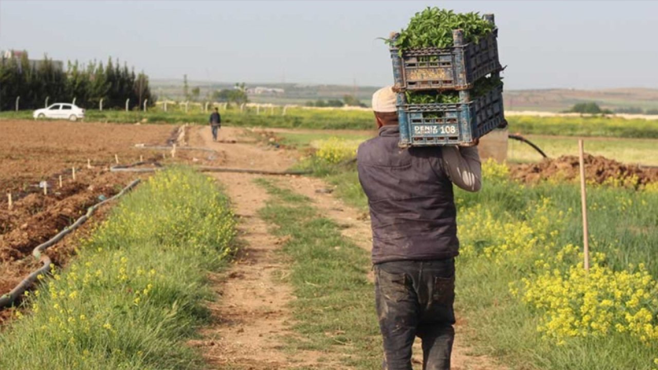 Devlet boş tarlayı kiraya verecek