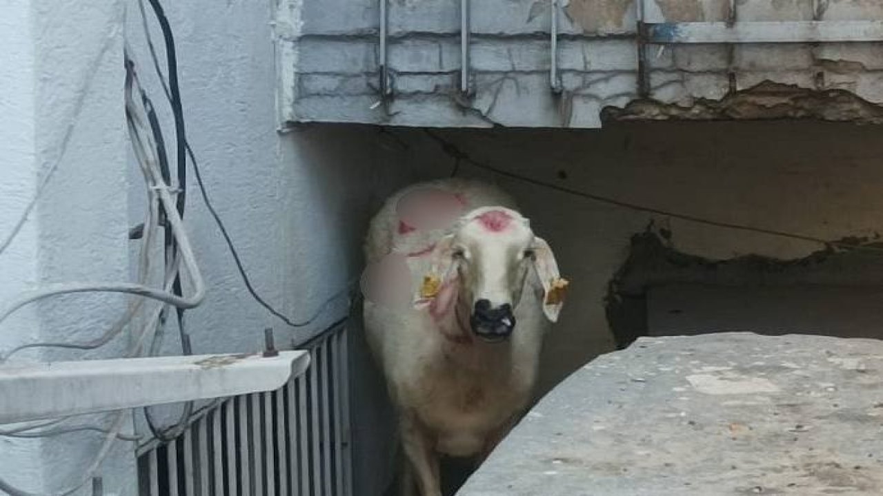 Kurbanlık koyun yakalandı, sahibi kayboldu