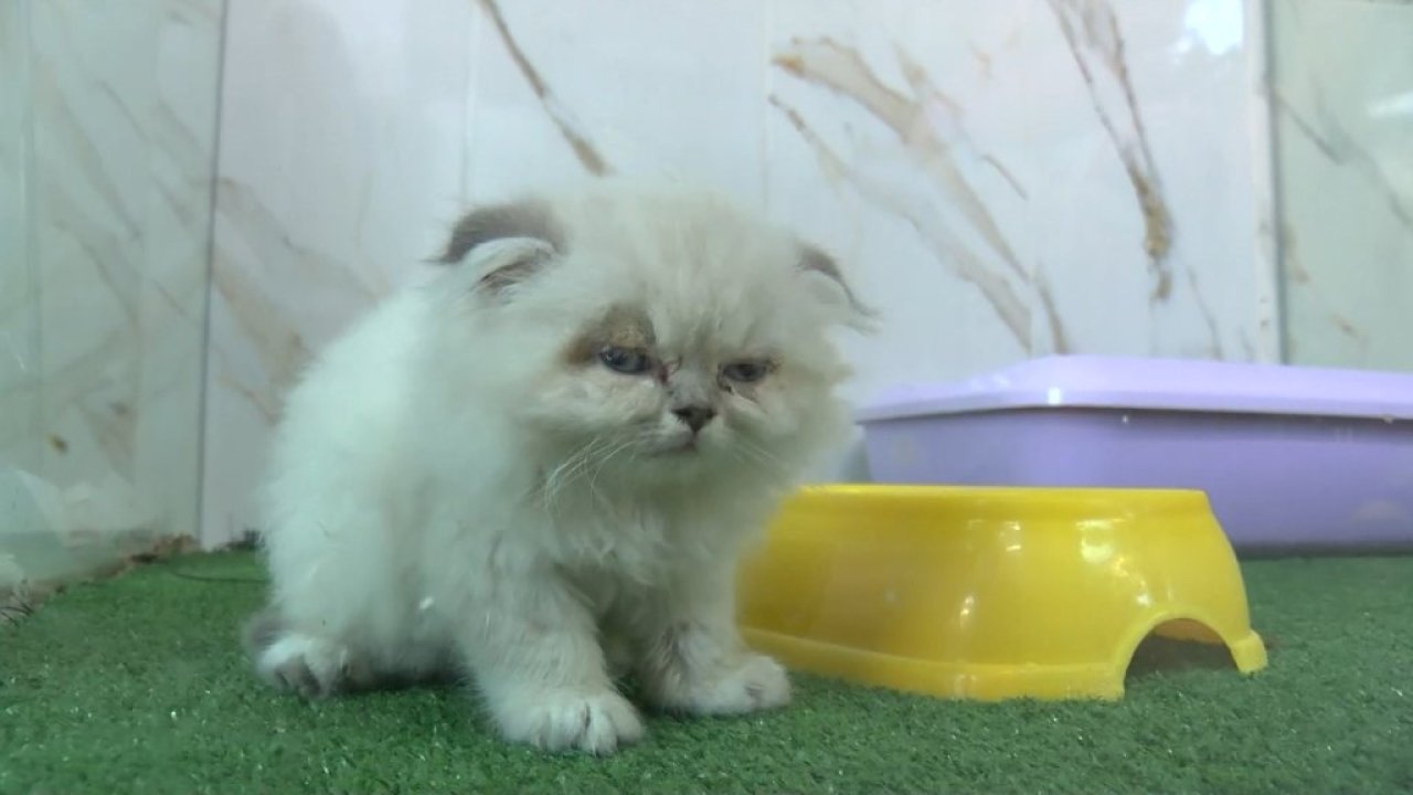Petshop vitrinlerinden kedi ve köpek satışı yasaklandı