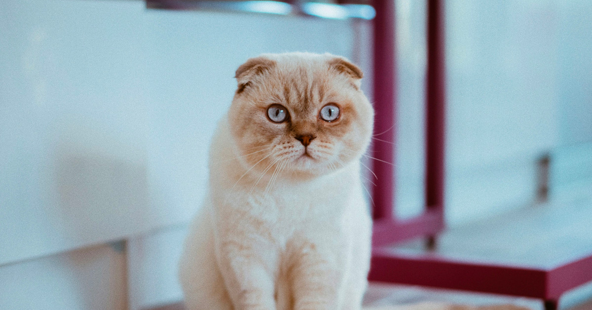 Scottish Fold Özellikleri Ve Bakımı