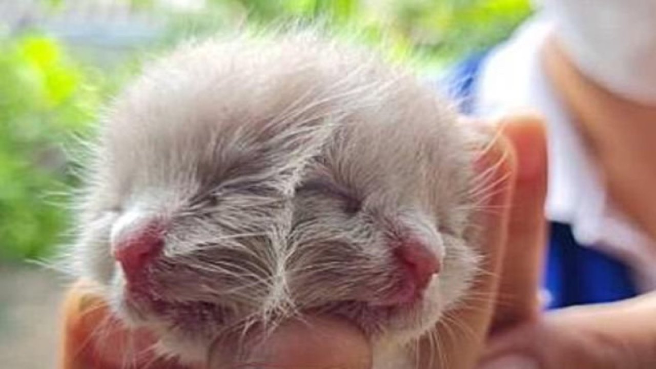 'İki yüzlü' doğan kedi hayata tutunmayı başardı: İki ağzından da süt içebiliyor