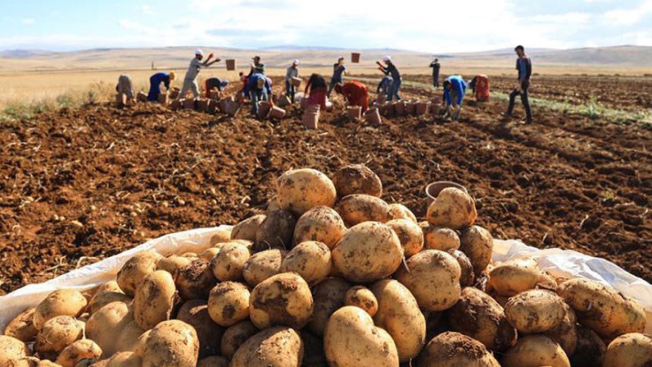 Patates zam şampiyonu olmaya devam ediyor