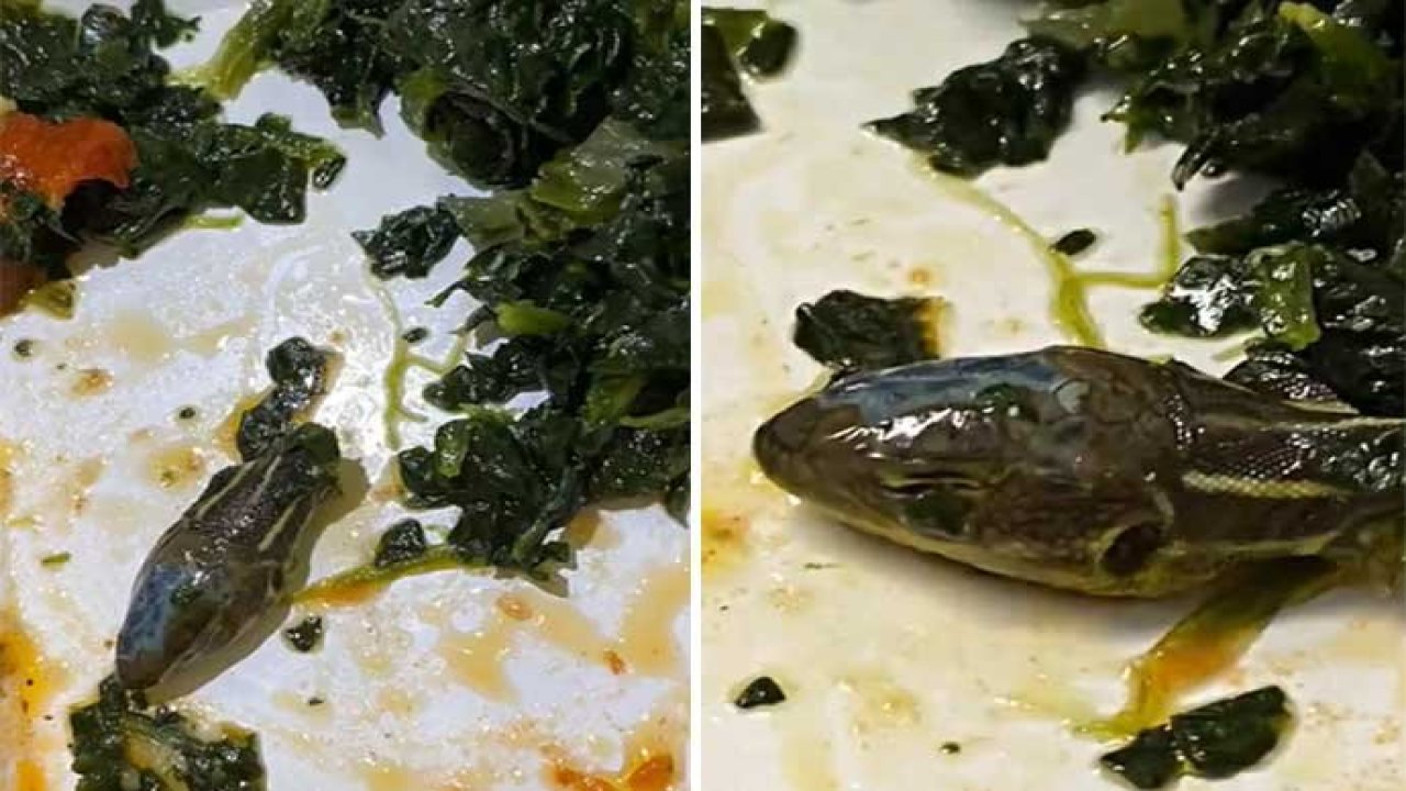 Uçuş ekibinin yemeğinden yılan kafası çıktı