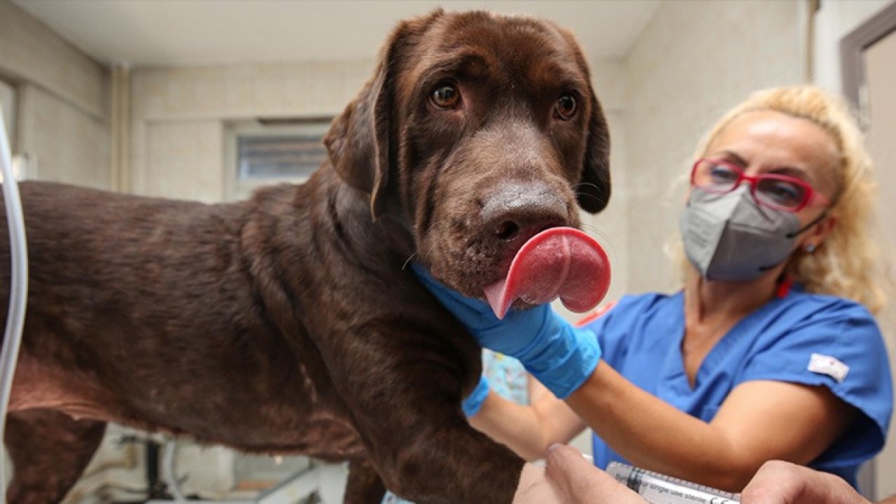 Köpeğin uyutulması tavsiye edilmişti: Kök hücre tedavisi ile sağlığına kavuştu
