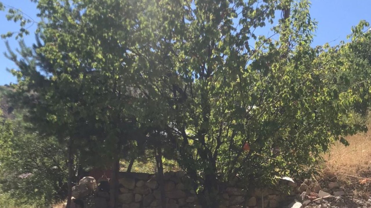 Akrabaların kayısı toplama kavgası: 1 ölü