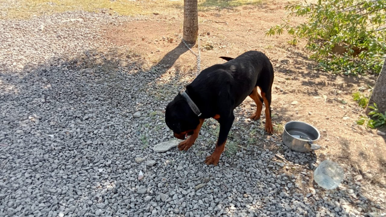 Baron isimli köpek toprağı eşeledi, cinayet ortaya çıktı