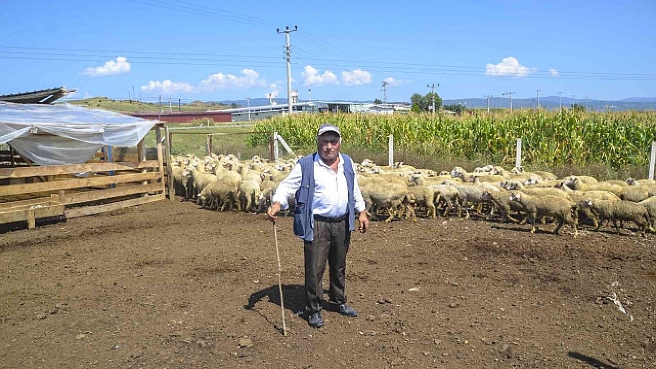 Hayvan yetiştiriciliğini bırakıyor: 10 bin liraya çalışacak çoban bulamıyorum