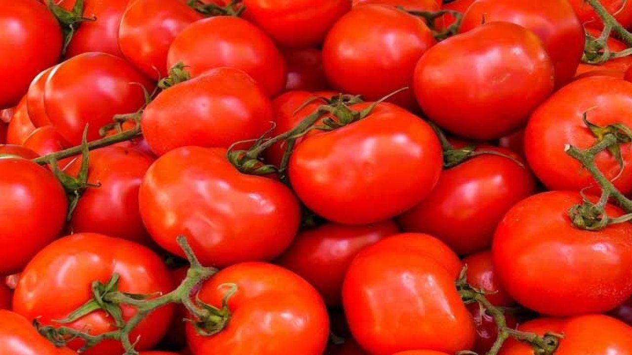 Üretici Birliği Başkanı: Domates kışın en az 50 TL olacak