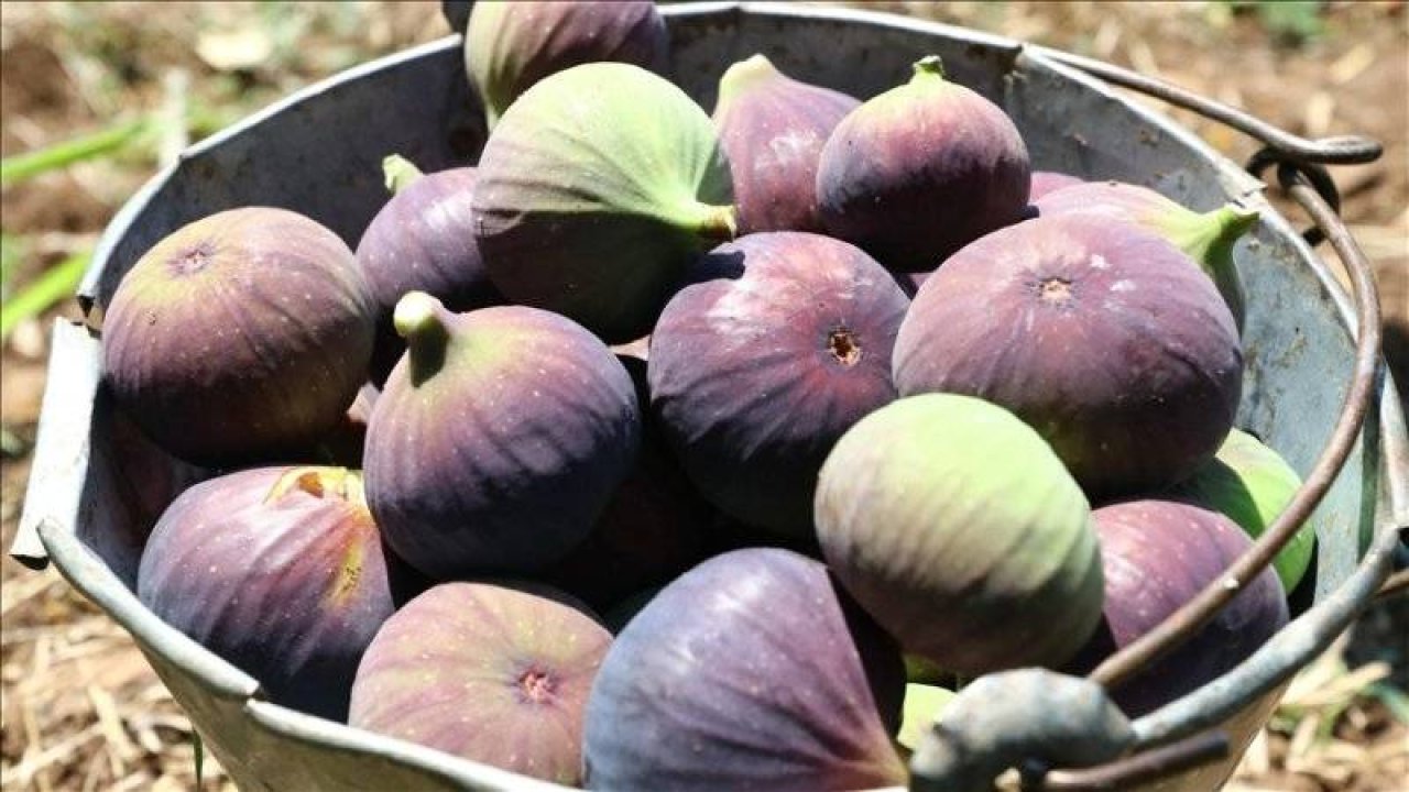 Siyah incir dalında 5, markette 40 lira