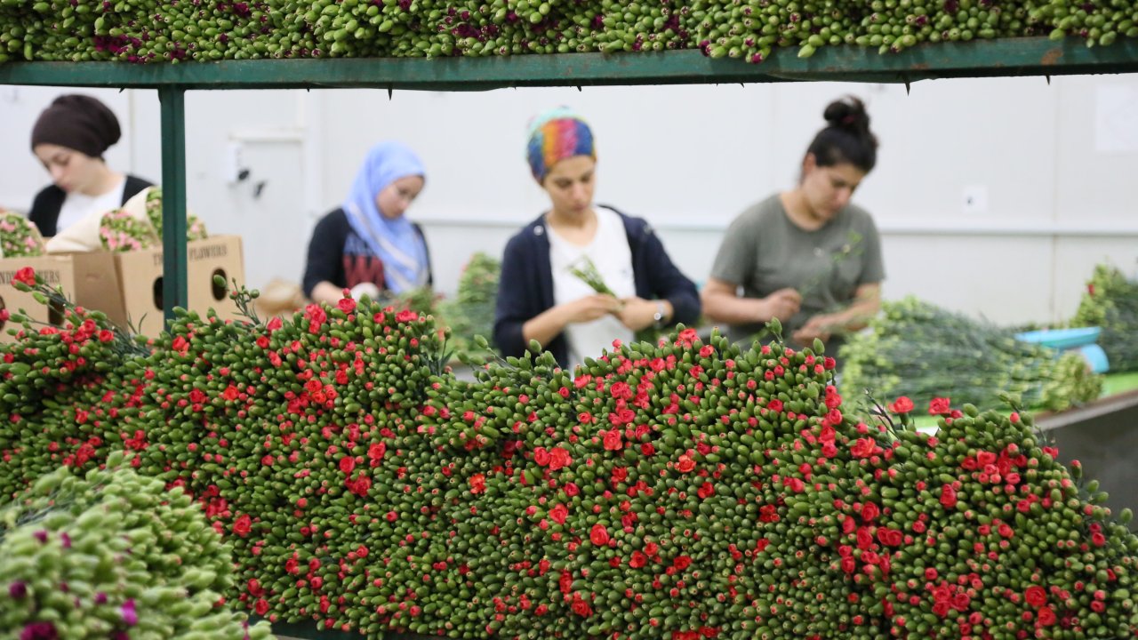 Kraliçe için İngiltere'ye 1,3 milyon dal çiçek gitti; 700 bin çiçek de yolda