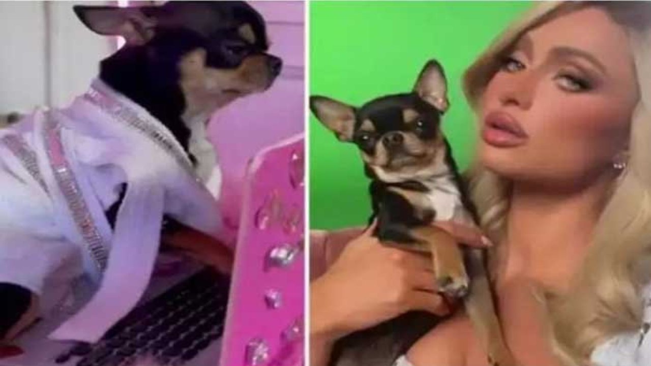 Paris Hilton kaybolan köpeğini bulana ödül verecek