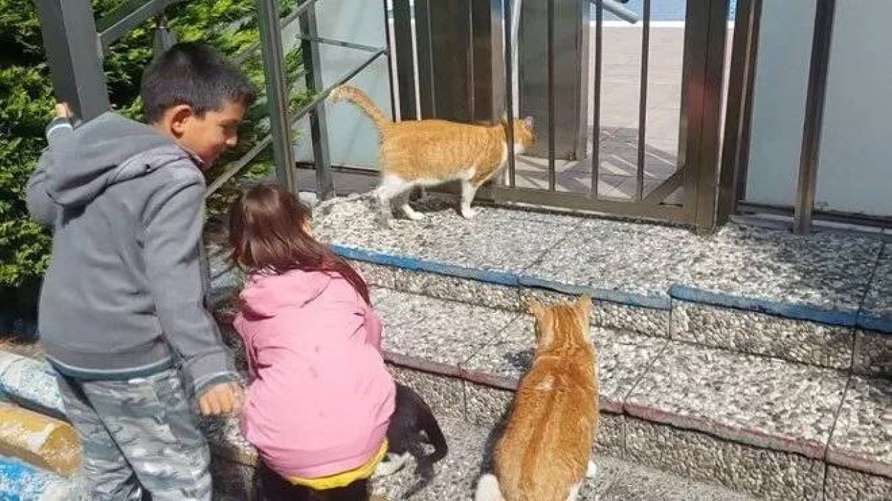Kedilere su veren 6 yaşındaki çocuğa site yönetiminden para cezası