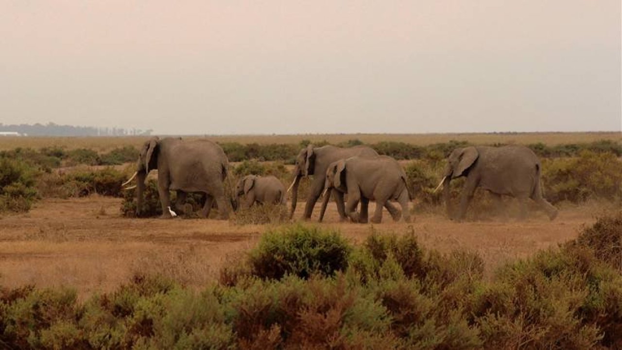 Kenya'da kuraklık nedeniyle milli parktaki 109 fil yaşamını yitirdi