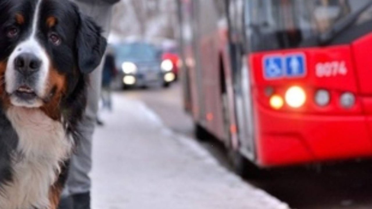 İstanbul'da toplu taşımada evcil hayvanlar serbest yolculuk yapabilecek