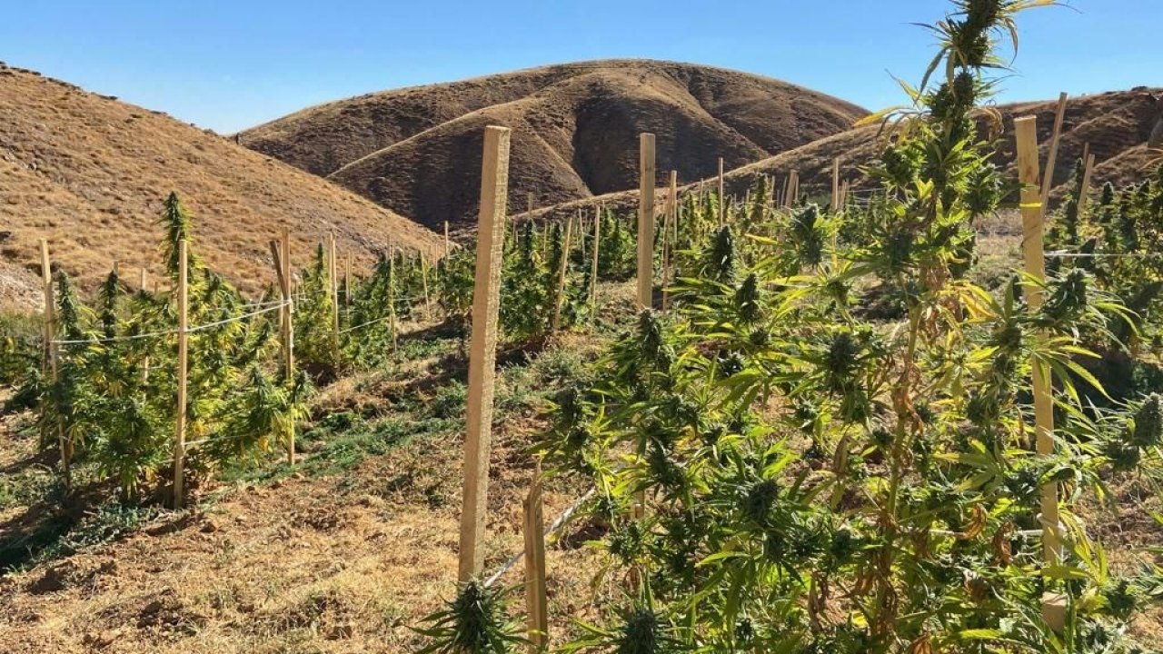 3 milyon kök Hint keneviri ile 425 kilo esrar ele geçirildi