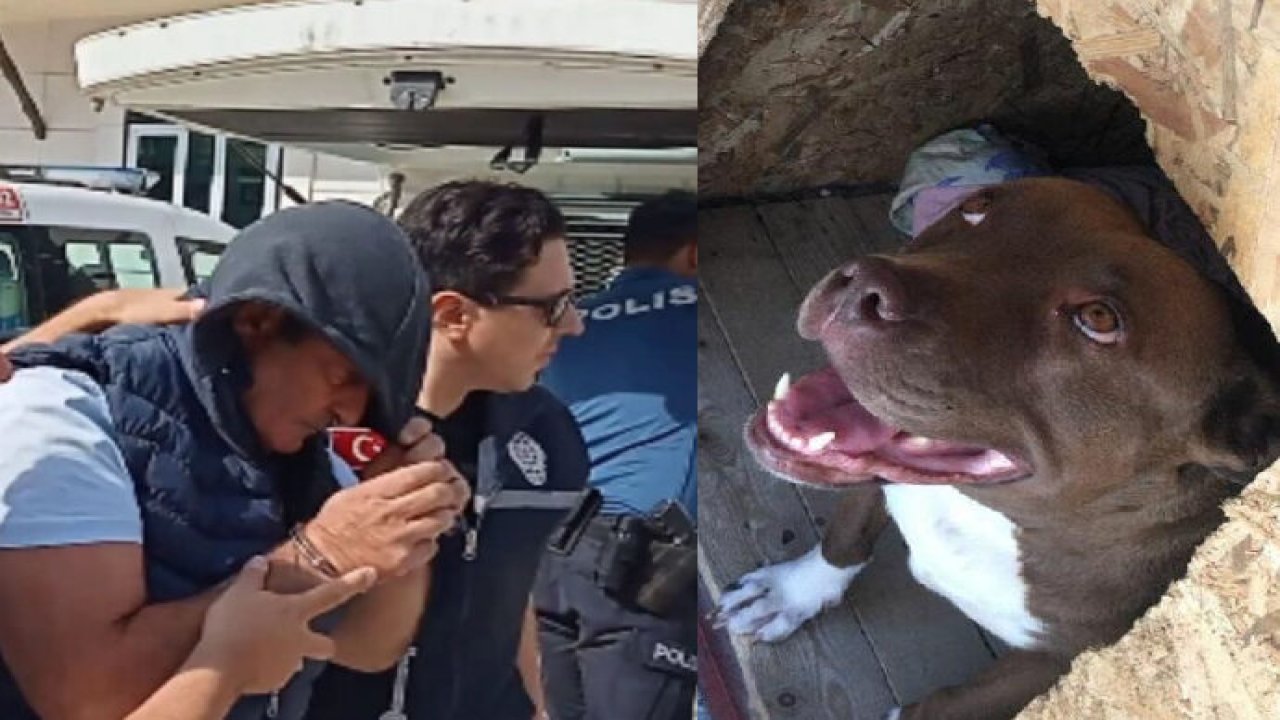 Köpek Şila’yı yakarak katleden cani tutuklandı
