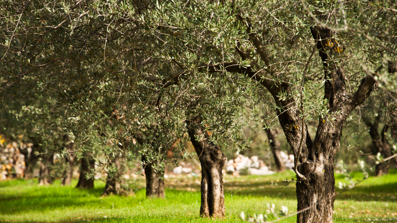 Zeytin Yasasında Düzenleme Ne Getiriyor?