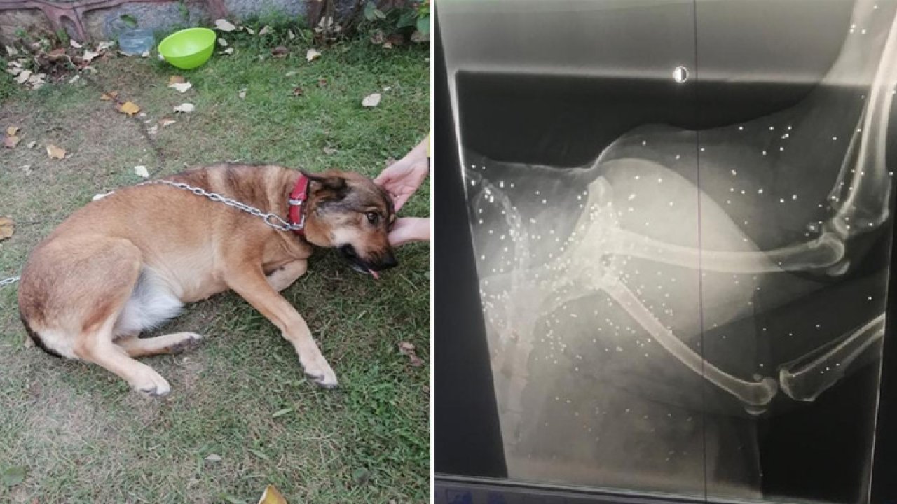 Topallayan köpeğin bacağından 200’de fazla saçma çıktı