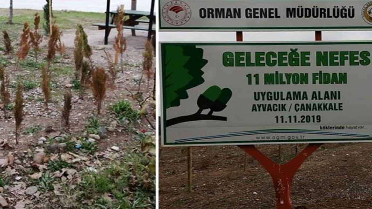 AK Partililerin şovları ile dikildi: Dikilen 11 milyon fidanın yüzde 90’u kurudu